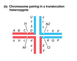 Chapter 13, Problem 45P, Chromosomes normally associate during meiosis I as bivalents a pair of synapsed homologous 