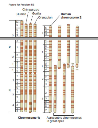 Chapter 13, Problem 56P, The accompanying figure shows idiograms of human chromosomes 1 and 2 and the corresponding 