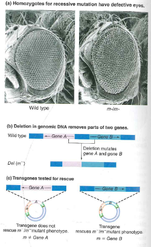 Chapter 18, Problem 5P, The fly eyes shown in Fig. 18.7 are malformed because they lack a functional copy of a gene called 