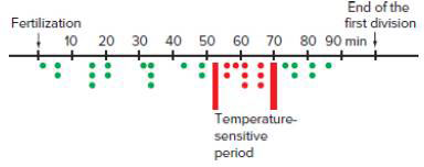 Chapter 19, Problem 19P, The following figure shows the temperature-shift analysis of C. elegans embryos from mothers 