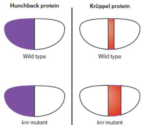 Chapter 18, Problem 29P, Wild-type embryos and mutant embryos lacking the gap gene knirps kni are treated with fluorescent 
