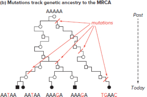 Chapter 21, Problem 35P, Predict the DNA sequences at the four nodes branching points on the cladogram in Fig. 21.18b. 