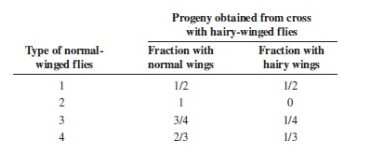 Chapter 3, Problem 43P, In a culture of fruit flies, matings between any two flies with hairy wings wings abnormally 