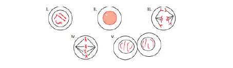 Chapter 4, Problem 7P, Indicate which of the cells numbered iv matches each of the following stages of mitosis: a. anaphase 