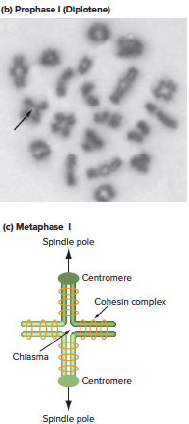 Chapter 5, Problem 17P, Figure 5.7b shows bivalents in mouse primary spermatocytes that have previously undergone 