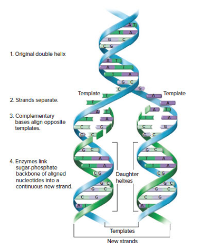 Chapter 6, Problem 26P, Figure 6.18 depicts Watson and Cricks initial proposal for how the double-helical structure of DNA 