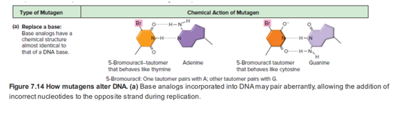 Chapter 7, Problem 14P, Figure 7.14a shows the mutagen 5-bromouracil 5-BU, which can resemble either T or C depending on its 