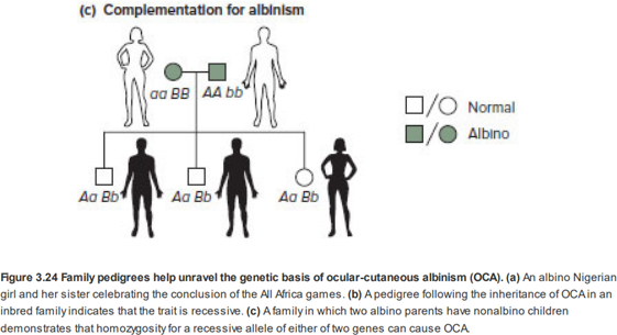 Chapter 7, Problem 29P, In humans, albinism is normally inherited in an autosomal recessive fashion. Figure 3.24c in Chapter 
