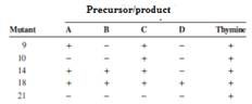 Chapter 7, Problem 43P, The following complementing E. coli mutants were tested for growth on four known precursors of 