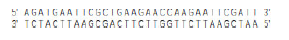 Chapter 9, Problem 4P, The DNA molecule whose entire sequence follows is digested to completion with the enzyme EcoRI 5 