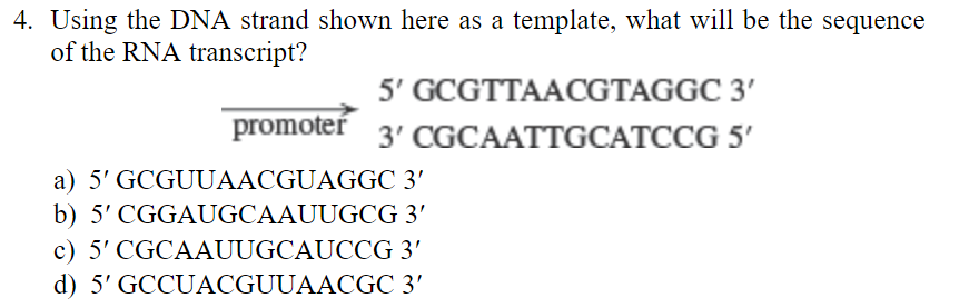 Chapter 7, Problem 4MC, Using the DNA strand shown here as a template, what will be the sequence of the RNA transcript? a) 