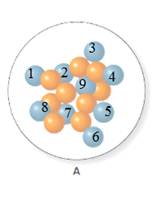 GENERAL ORGANIC+BIOLOG.CHEM.(LL)-PKG., Chapter 10, Problem 19P , additional homework tip  5