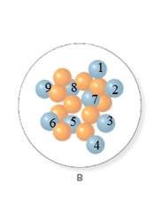 GENERAL,ORGANIC, & BIOLOGICAL CHEM-ACCES, Chapter 10, Problem 19P , additional homework tip  6