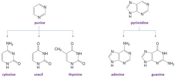 EBK GENERAL, ORGANIC, & BIOLOGICAL CHEM, Chapter 22.1, Problem 22.1P , additional homework tip  2