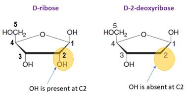 General, Organic, and Biological Chemistry - 4th edition, Chapter 22.1, Problem 22.1PP , additional homework tip  3