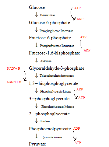 CONNECT IA GENERAL ORGANIC&BIO CHEMISTRY, Chapter 24, Problem 29P , additional homework tip  1