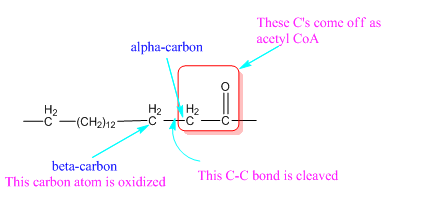 CONNECT IA GENERAL ORGANIC&BIO CHEMISTRY, Chapter 24, Problem 63P , additional homework tip  3