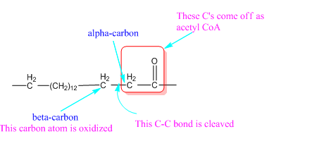 CONNECT IA GENERAL ORGANIC&BIO CHEMISTRY, Chapter 24, Problem 64P , additional homework tip  3
