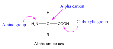 CONNECT IA GENERAL ORGANIC&BIO CHEMISTRY, Chapter 24, Problem 72P 