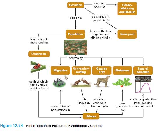 Chapter 12, Problem 2PIT, Describe situations in which the five mechanisms of evolution shown in the concept map would occur. 