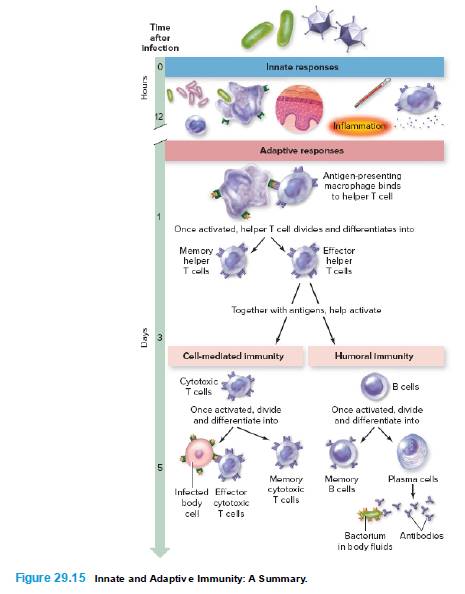 Chapter 29, Problem 6WIO, Briefly explain the function of each innate and adaptive defense shown in figure 29.15. 