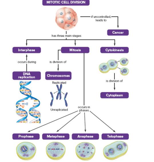 Chapter 8, Problem 2PIT, Add cell growth and tissue repair to the concept map 