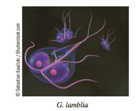 Chapter 6.2, Problem 64E, A researcher is trying to determine the doubling time for a population of the bacterium Giardia 