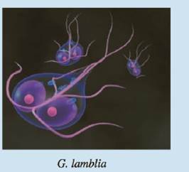 Chapter 6.4Star, Problem 64E, A researcher is trying to determine the doubling time for a population of the bacterium Giardia 