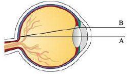 Chapter 4.4, Problem 82E, Light enters the eye through the pupil and strikes the retina, where photoreceptor cells sense light 