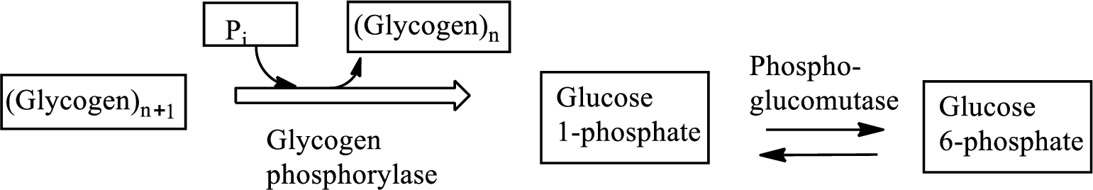 General, Organic, and Biological Chemistry, Chapter 24, Problem 24.96EP 