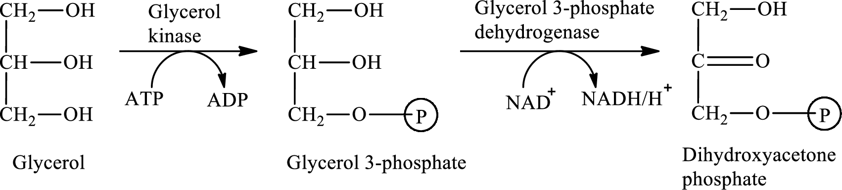 General, Organic, And Biological Chemistry, Hybrid (with Owlv2 Quick Prep For General Chemistry Printed Access Card), Chapter 25, Problem 25.20EP , additional homework tip  1