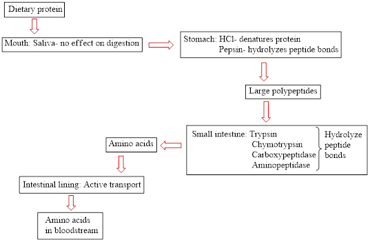 General, Organic, And Biological Chemistry, Chapter 26, Problem 26.1EP , additional homework tip  1