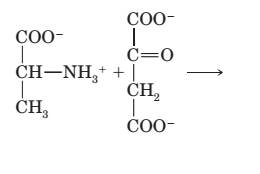 Chapter 28, Problem 28.58P, Write the products of the transamination reaction between alanine and oxaloacetate: 