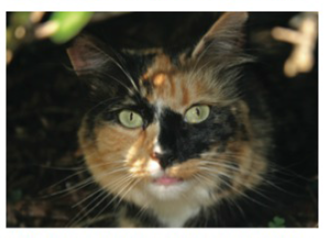 Chapter 10, Problem 3CT, Almost all calico cats (one is pictured in FIGURE 10.7B) are female. Why? B When this calico cat was 