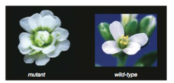Chapter 10, Problem 4CT, The photos above show flowers from Arabidopsis plants. One plant is wild-type (unmutated); the other 