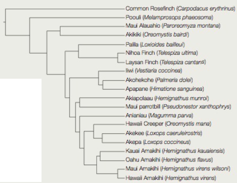 Chapter 18, Problem 1DAA, Hawaiian Honeycreeper Phylogeny The Poouli (Melamprosops phaeosoma) was discovered in 1973 by a 