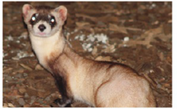 Chapter 33, Problem 1CT, Like other nocturnal carnivores, the ferret shown in FIGURE 33.13 has light-reflecting material in 