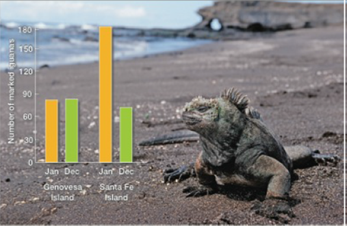 Chapter 44, Problem 3DAA, Iguana Decline In 1987, Martin Wikelski began a long-term study of marine iguanas in the Calapgos 