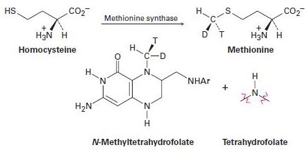 The Amino Acid Methionine Is Formed By A Methylation Reaction Of ...