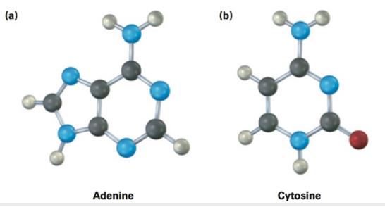 Chapter 2.SE, Problem 23VC, The following molecular models are representations of (a) adenine and (b) cytosine, constituents of 