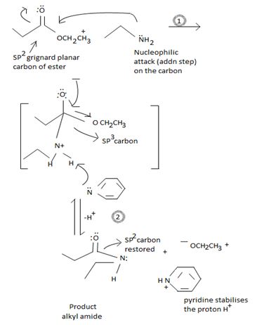 Study Guide with Student Solutions Manual for McMurry's Organic Chemistry, 9th, Chapter 21.SE, Problem 31MP , additional homework tip  24