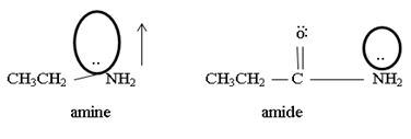 ORGANIC CHEMISTRY W/OWL, Chapter 24.3, Problem 4P , additional homework tip  1