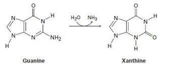 Chapter 28.SE, Problem 19MP, One of the steps in the metabolic degradation of guanine is hydrolysis to give xanthine. Propose a 