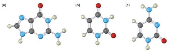 Chapter 28.SE, Problem 13VC, Identify the following bases, and tell whether each is found in DNA, RNA, or both: 