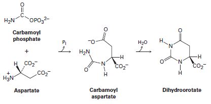 Chapter 28.SE, Problem 20MP, One of the steps in the biosynthesis of uridine monophosphate is the reaction of aspartate with 