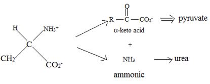 Organic Chemistry - Owlv2 Access (4 Term), Chapter 29.SE, Problem 17VC , additional homework tip  3