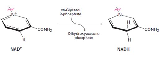 Chapter 29.SE, Problem 51AP, In glycerol metabolism, the oxidation of sn-glycerol 3-phosphate to give dihydroxyacetone phosphate 