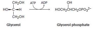 Chapter 5.SE, Problem 60AP, The first step in the metabolism of glycerol, formed by digestion of fats, is phosphorylation of the 