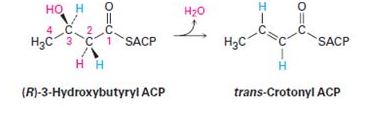 Chapter 5.SE, Problem 61AP, One of the steps in fatty-acid biosynthesis is the dehydration of (R)-3-hydroxybutyryl ACP to give 