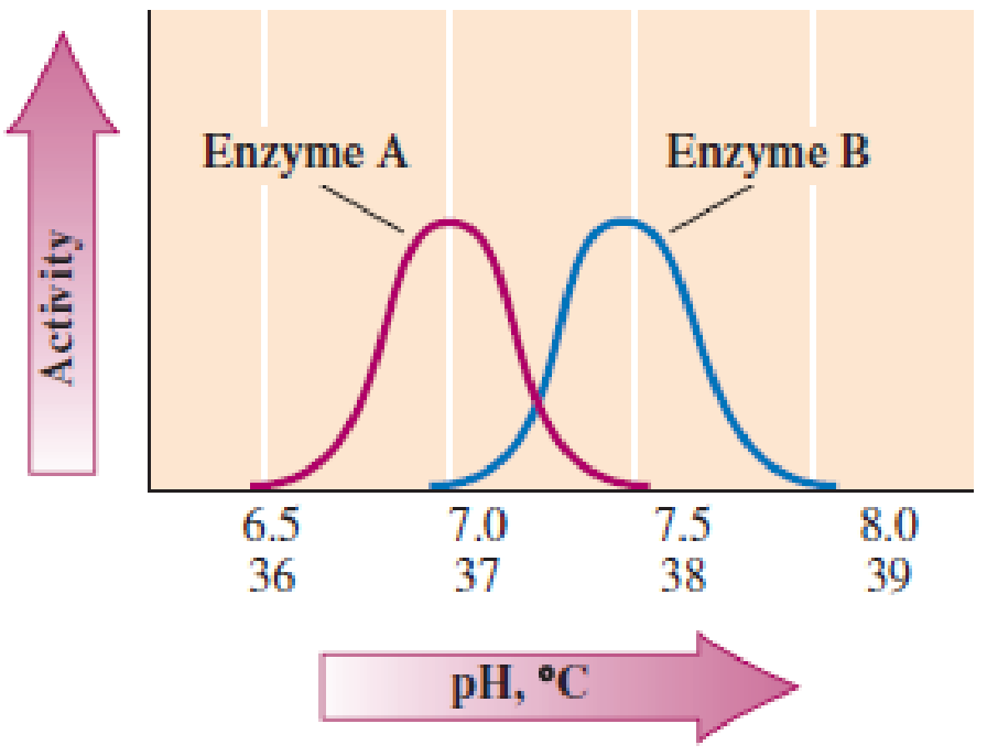 Temperature Enzyme Activity Graph